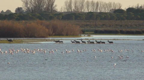 Across the marsh deer Stock Footage 59315494
