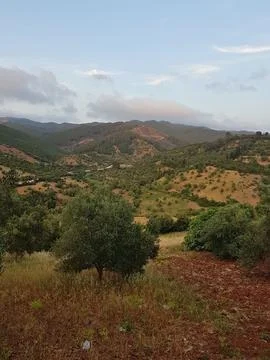 Across rolling fields, olive and pine stand side by side, their silvery Stock Photos