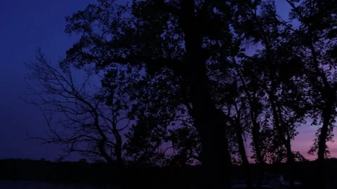 Across the Trees and Sunset Stock Footage 138906240