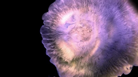 Acryl warp, Liquid Fluids, Birth of the Universe Stockbeeldmateriaal 125487554