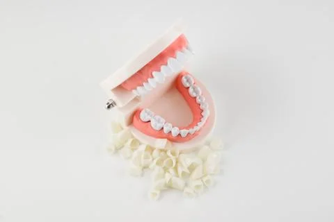 Acrylic model of human jaws Foto stock