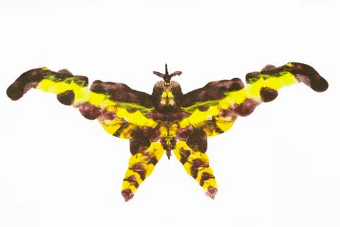 Acrylic Moth Stock Illustration