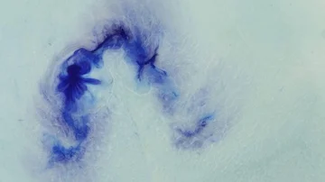 Acrylic texture with marbling blue background Video stock 85900532