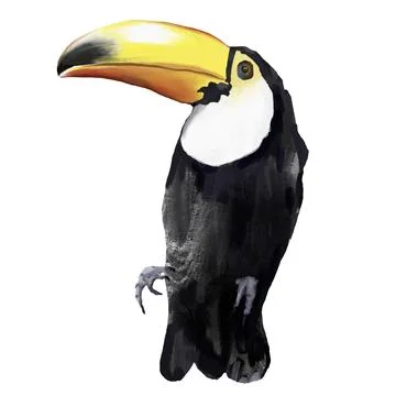 Acrylic tropical toucan. Hand drawn card of bird. Illustration isolated on .. Stock Illustration