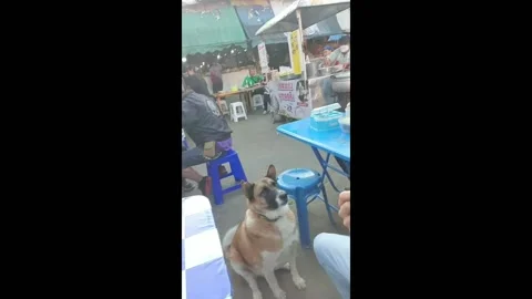 Act of sharing grilled pork stick with a begging dog in Pai, Thailand Stock Footage 263020282
