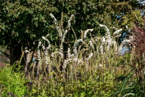 Actaea simplex Atropurpurea Group 库存照片