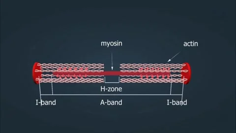 Actin and myosin 動画素材 274839043