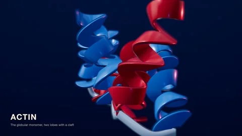 Actin protein structure red blue medical technology loop 스톡 동영상 343737098