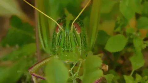 Acting Animal Video stock 237523715