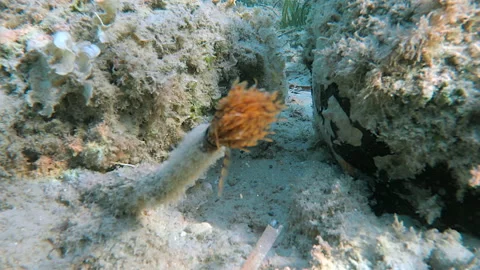 Actinia anemone 库存影片 214283120