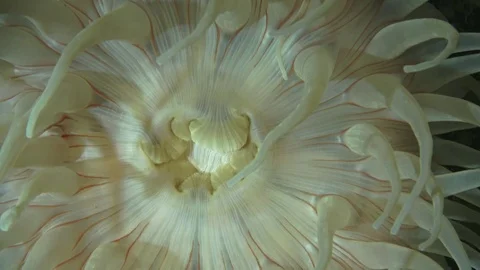 Actinia CU Stock Footage 79052371