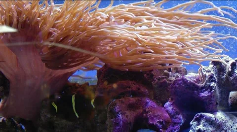 Actinia Video stock 51149050