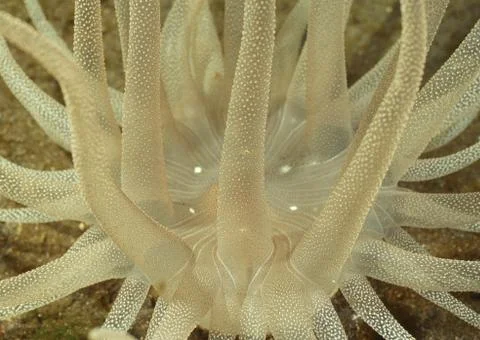 Actinia Stock Photos