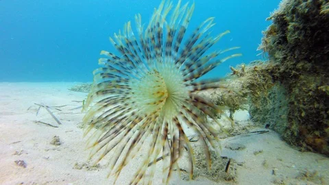 Actinia under water Video stock 95354621