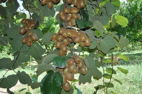 Actinidia in tree Stock Photos