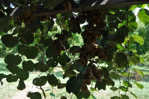 Actinidia in tree Stock Photos