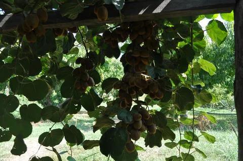 Actinidia in tree Stock Photos