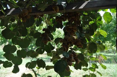 Actinidia in tree 스톡 사진