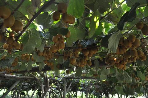 Actinidia in tree Stock Photos