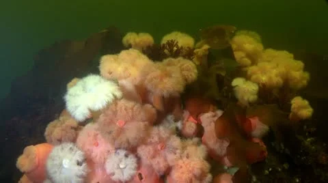 Actinium of the White sea Stock Footage 11296681