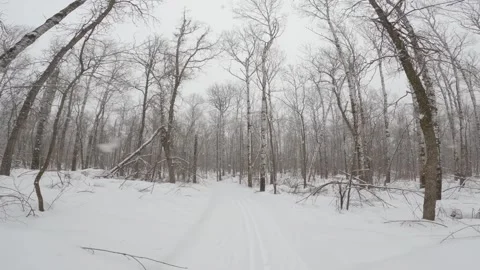 Action camera view while cross-country skiing along a forest trail while snow  Stock Footage 297711500