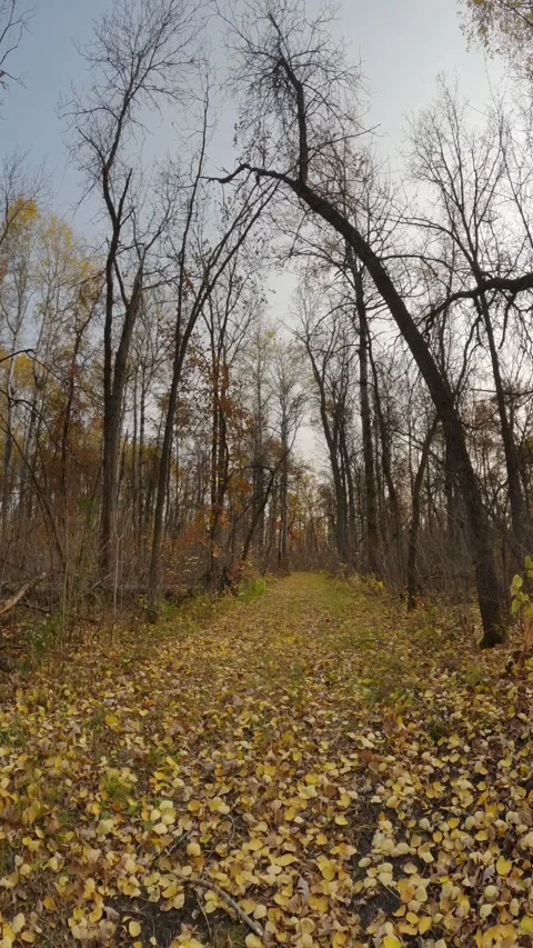 Action camera while riding a mountain bike along a forest trail covered leaves Stock Footage 288728439