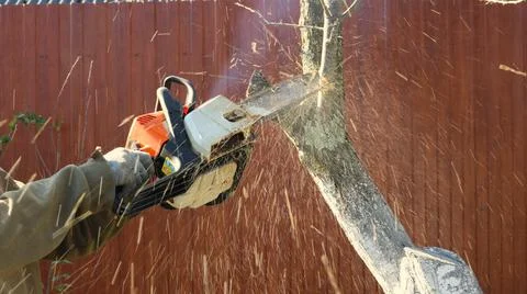 Action of cutting down a branch with a chainsaw close-up Stock Photos
