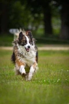 Action Dog Foto stock