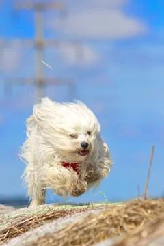 Action dog Stock Photos