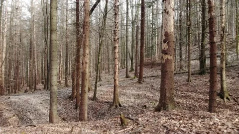 Action Drone Move Through the Trees Video stock 176461393