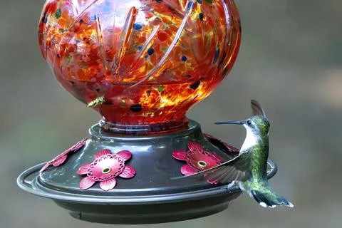 Action at the Feeder Stock Photos