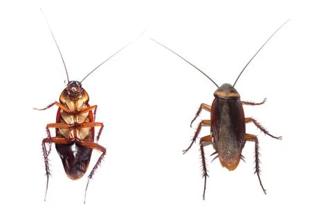 Action image of Cockroaches, Stock Photos
