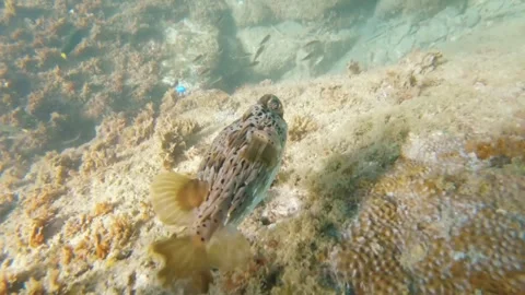 Action movement moment trying to catch a small puffer fish escaping swimming fas Stock Footage 252953535