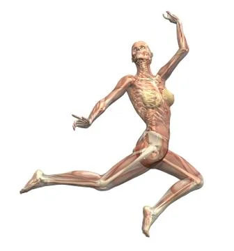 Action Muscles Front Stock Illustration