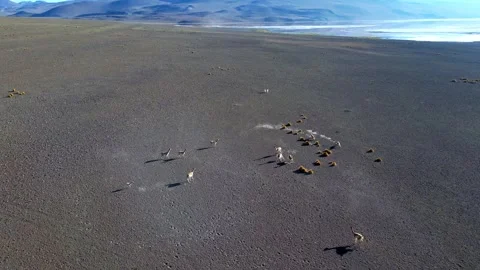 Action-packed aerial shot of wild vicunas chasing each other on unique dark Stock Footage 341316341