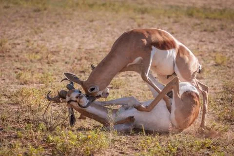 Action packed fighting of Springbok rams Stock Photos