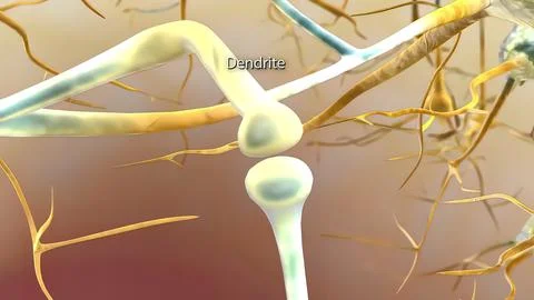 An action potential occurs when a neuron sends information from the cell body Stock Illustration