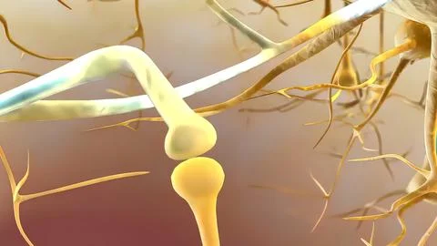 An action potential occurs when a neuron sends information from the cell body Stock Illustration