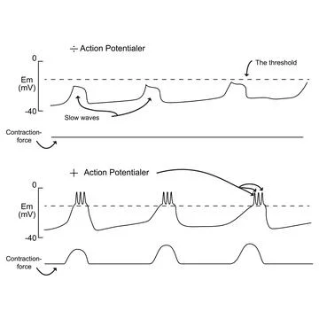 Action Potentialer Contraction-Force chart vector illustration Stock Illustration