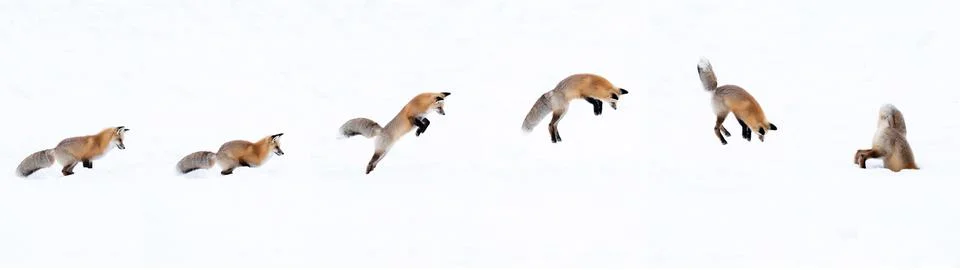 Action sequence of a fox jumping and diving into snow Stock Photos