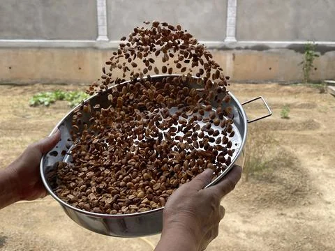 Action Shot Of Clean Roasted Peanuts Suspended In Air Mid Toss Stock-Fotos