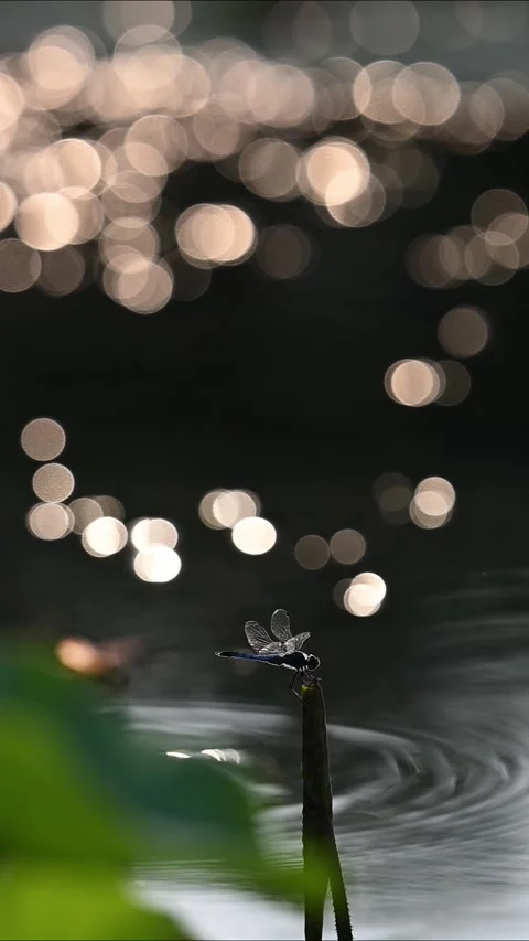Action Shot of Dragonfly Flying Over Water Vídeo Stock 329167209