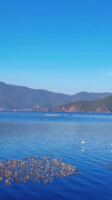 Action Shot of Seagull Diving into Blue Lake Water Stock Footage 330302417