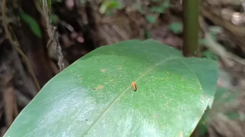 Action Shot of a Small Beetle Jumping off a Green Leaf Stockbeeldmateriaal 332029984