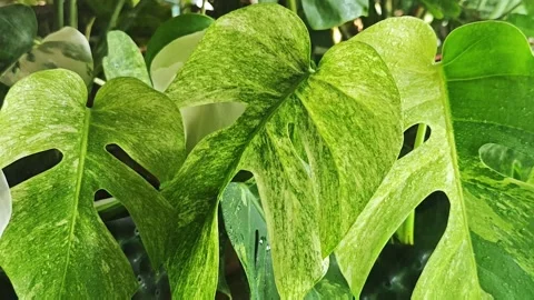Action video of spraying fine water mist on rare variegated leaves gently. Video stock 340116223