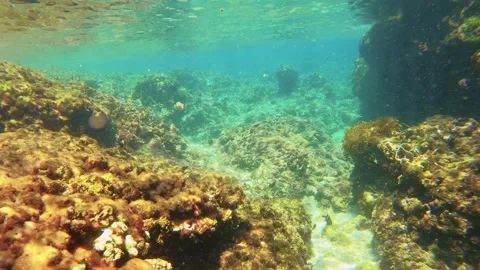 Action view of camera gets into ocean from surface down to shallow water coral r Stock Footage 312346463