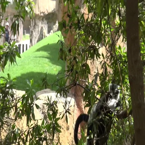 Action zoom on jumping lemur Video stock 69735654