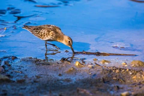 Actitis bird at a lake Stock Photos