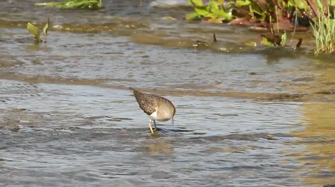 Actitis hypoleucos / common sandpiper in natural habitat Stock Footage 40366631
