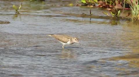 Actitis hypoleucos / common sandpiper in natural habitat Stock Footage 40366633